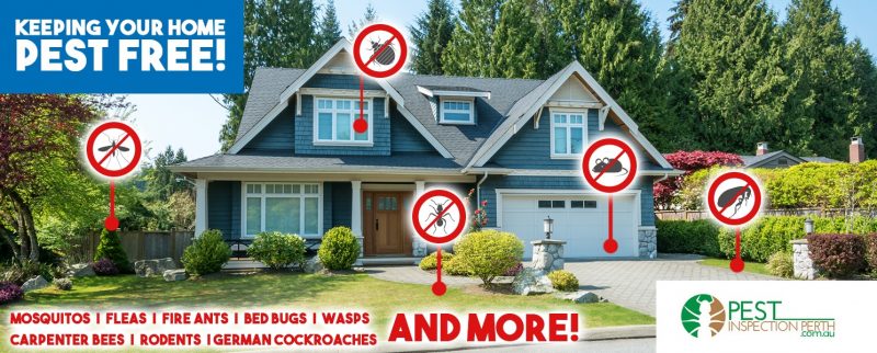 keeping your home pest free