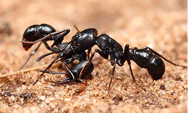 ant inspection